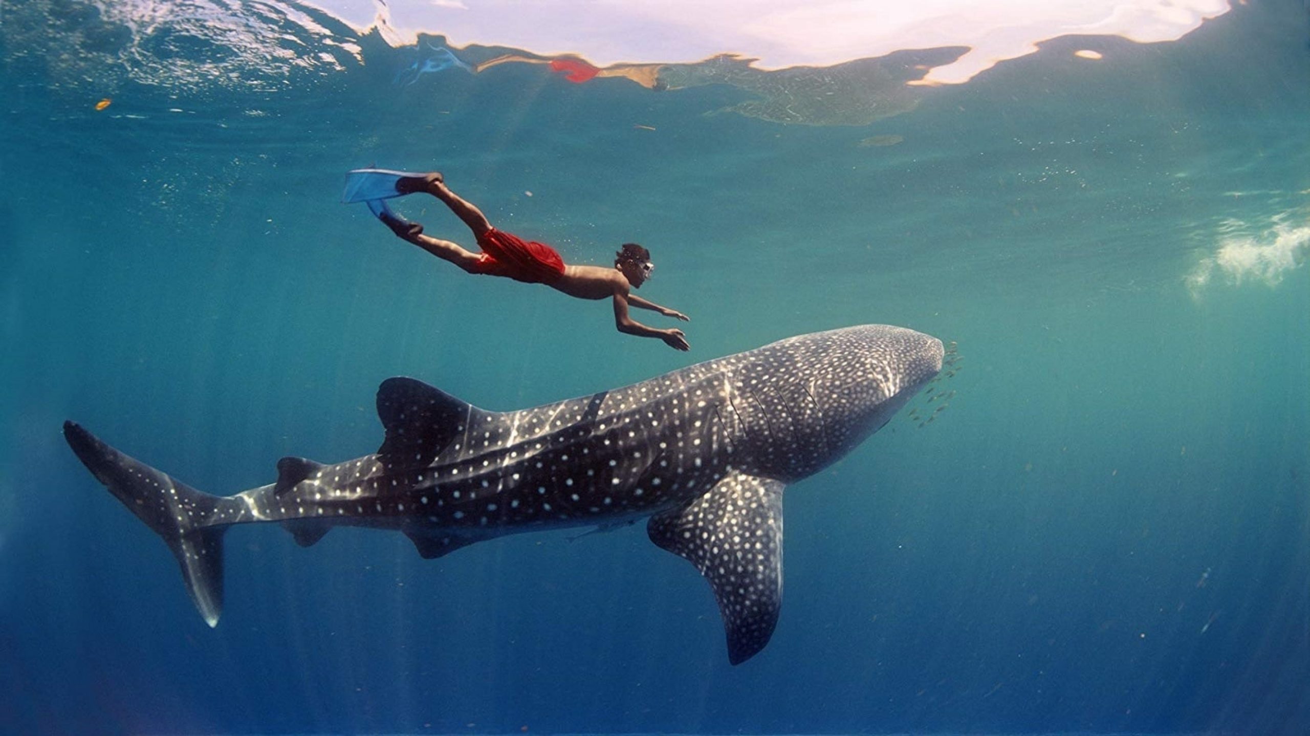 Swimming with a whale shark and manta rays on a Maldives day charter